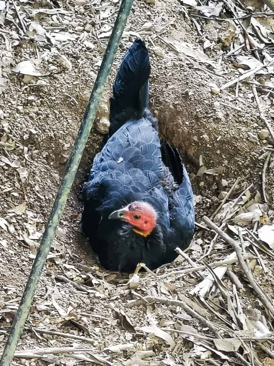 Nesting brush turkey in Barron Gorge National Park, Kuranda // Travel Mermaid