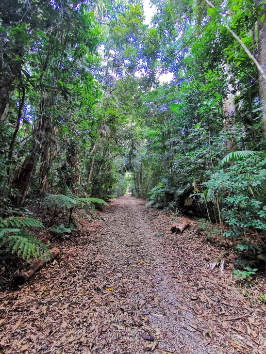 Surprise Creek Track at Barron Gorge National Park in Kuranda, Cairns // Travel Mermaid
