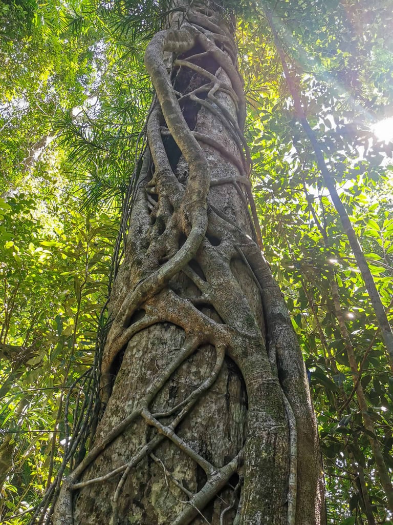 Tree along the White Rock Lookout track in Cairns // Travel Mermaid