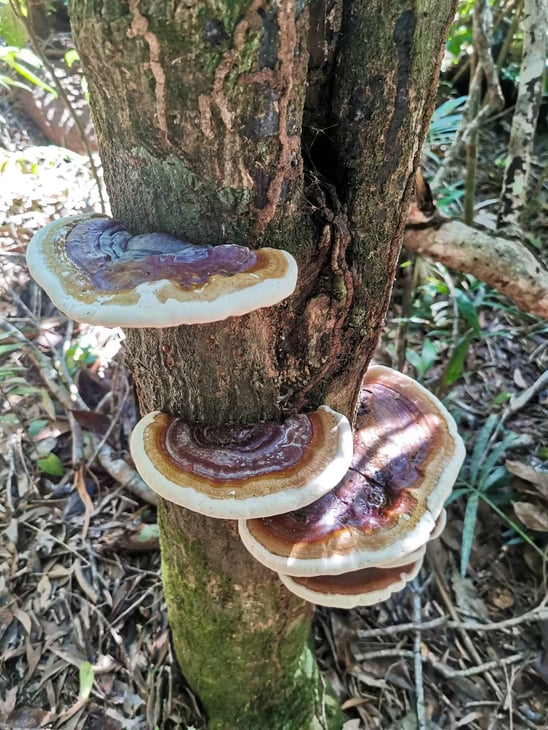 Mushroom along the White Rock Lookout track in Cairns // Travel Mermaid