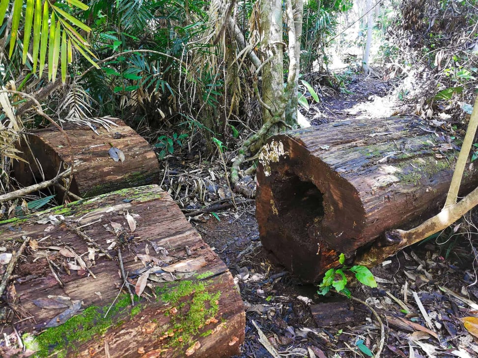 White Rock Lookout track in Cairns // Travel Mermaid