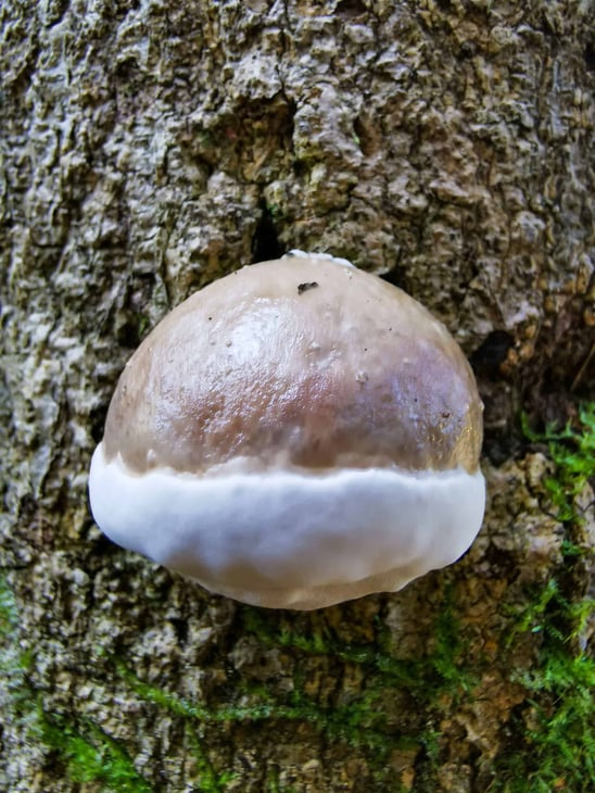 Mushroom along the White Rock Lookout track in Cairns // Travel Mermaid