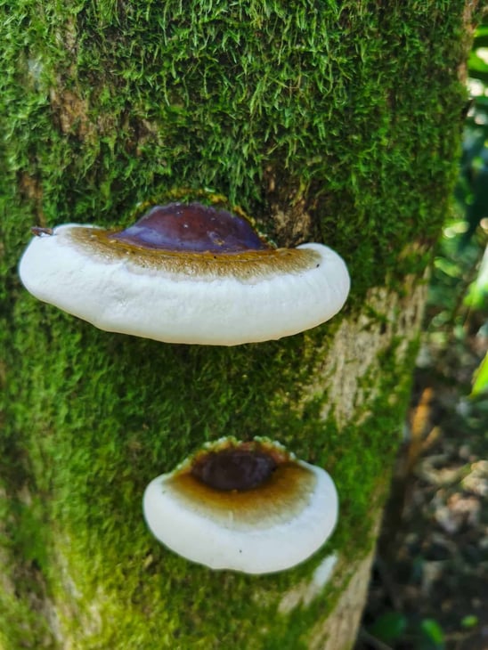 Mushroom along the White Rock Lookout track in Cairns // Travel Mermaid