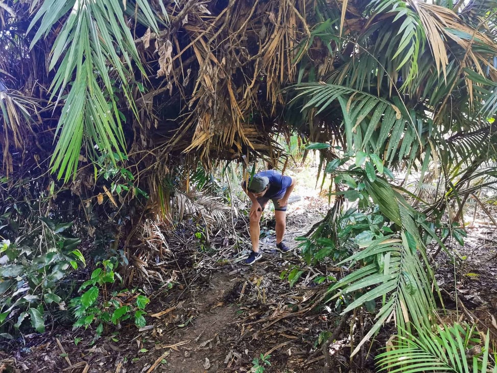 White Rock Lookout track in Cairns // Travel Mermaid