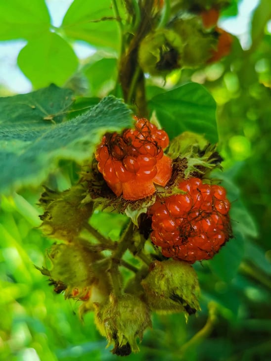 Wild berries in the Lamb Ranges near Cairns // Travel Mermaid