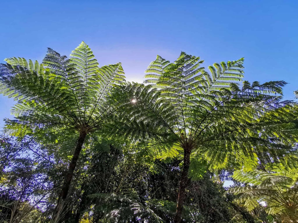 Australian Tree FErns along the White Rock Lookout trail in Cairns // Travel Mermaid