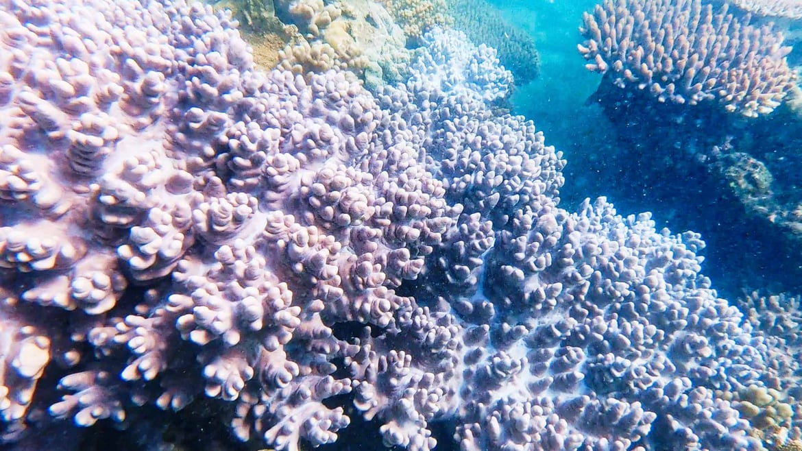 Snorkelling on Fitzroy Island, Great Barrier Reef // Travel Mermaid