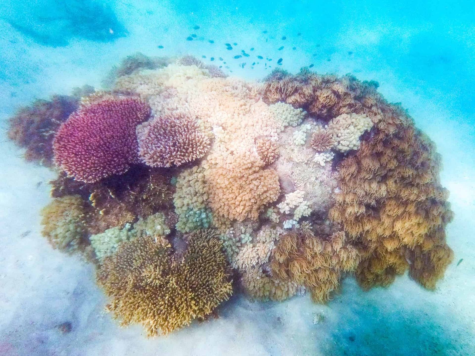 Snorkelling on Fitzroy Island, Great Barrier Reef- Cairns // Travel Mermaid