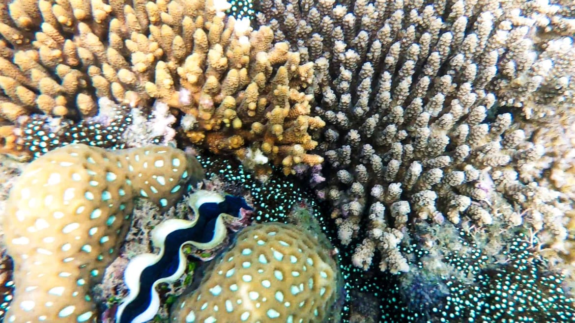 Snorkelling on Fitzroy Island, Great Barrier Reef // Travel Mermaid