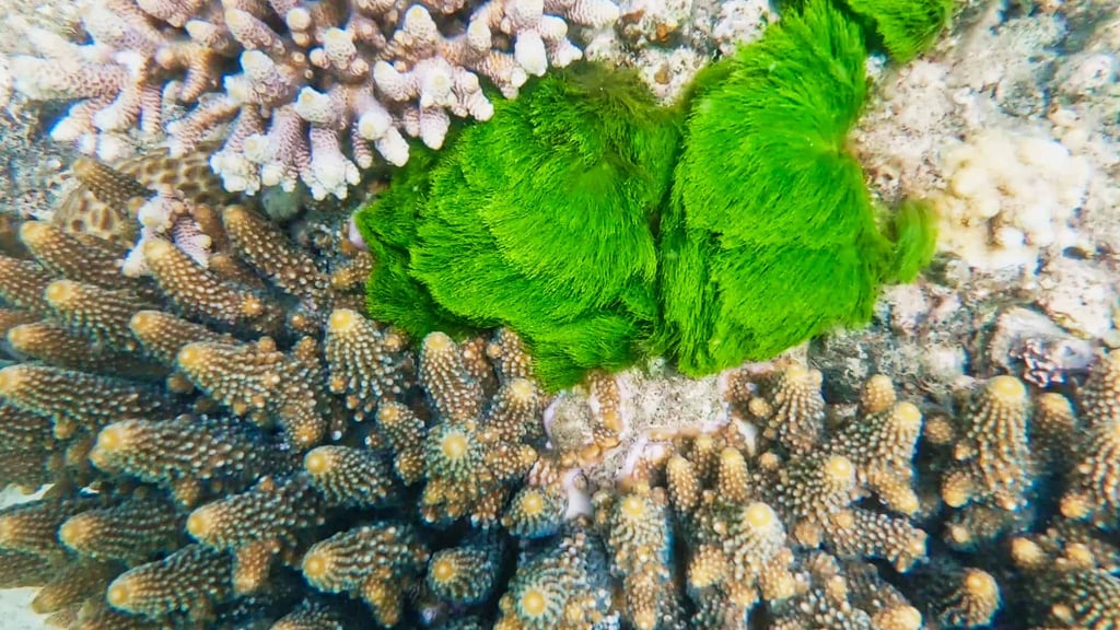 Snorkelling on Fitzroy Island, Great Barrier Reef // Travel Mermaid