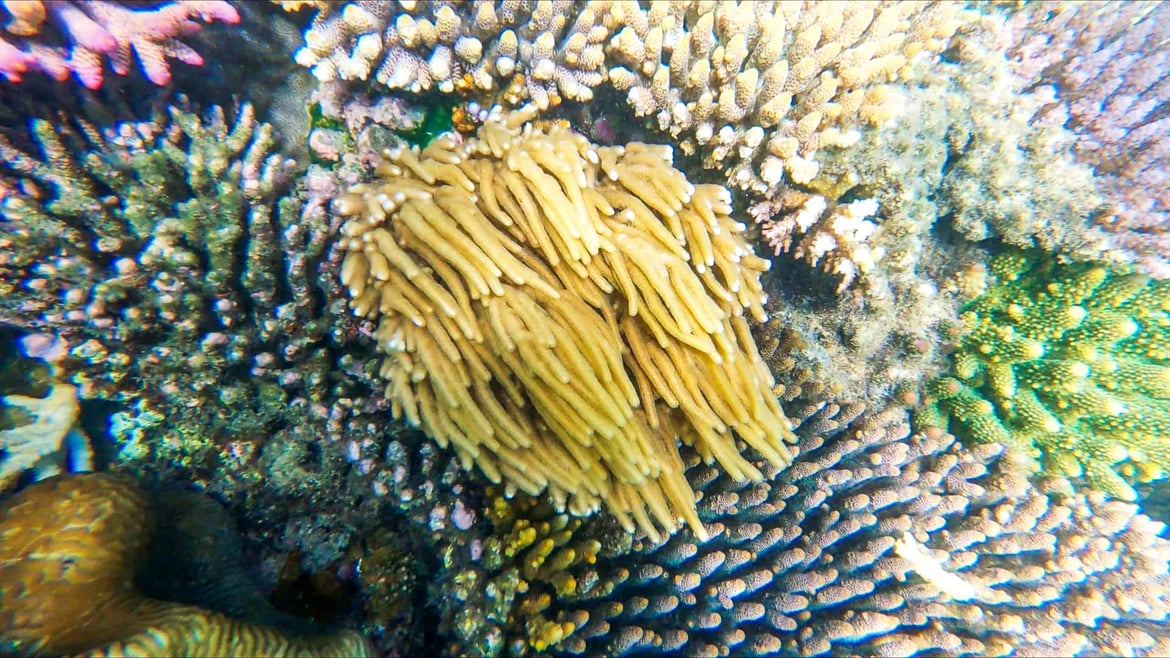 Snorkelling on Fitzroy Island, Great Barrier Reef // Travel Mermaid