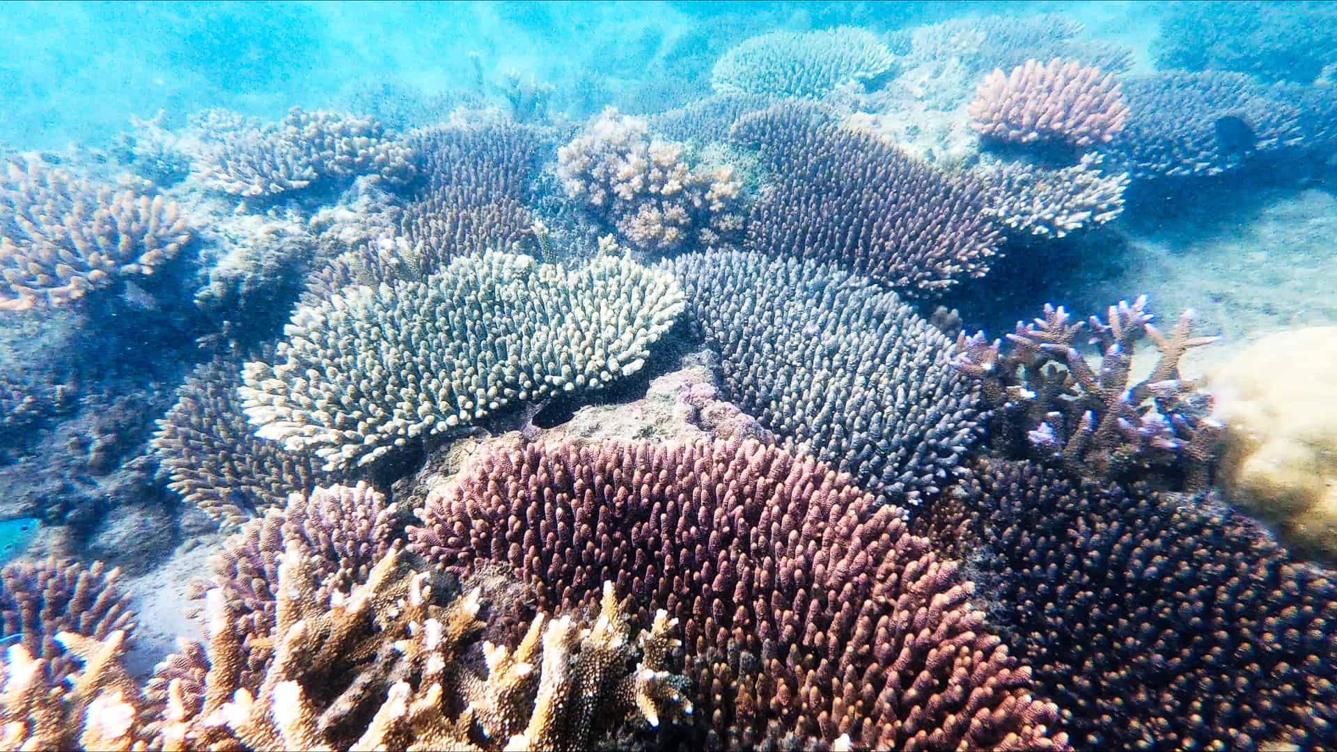 Snorkelling on Fitzroy Island, Great Barrier Reef // Travel Mermaid