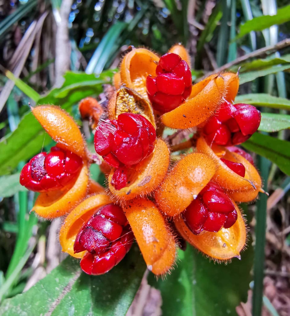 Beautiful rainforest flower, Barron Gorge National Park, Kuranda // Travel Mermaid