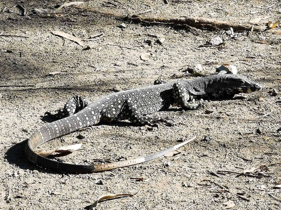 Monitor Lizard on the Earl Hill Bakarra Track in Trinity Beach // Travel Mermaid
