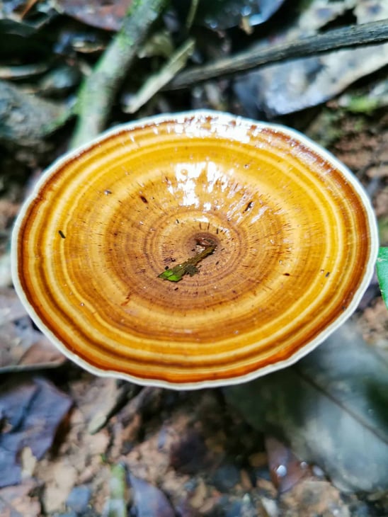 Mushroom in the Daintree Rainforest // Travel Mermaid