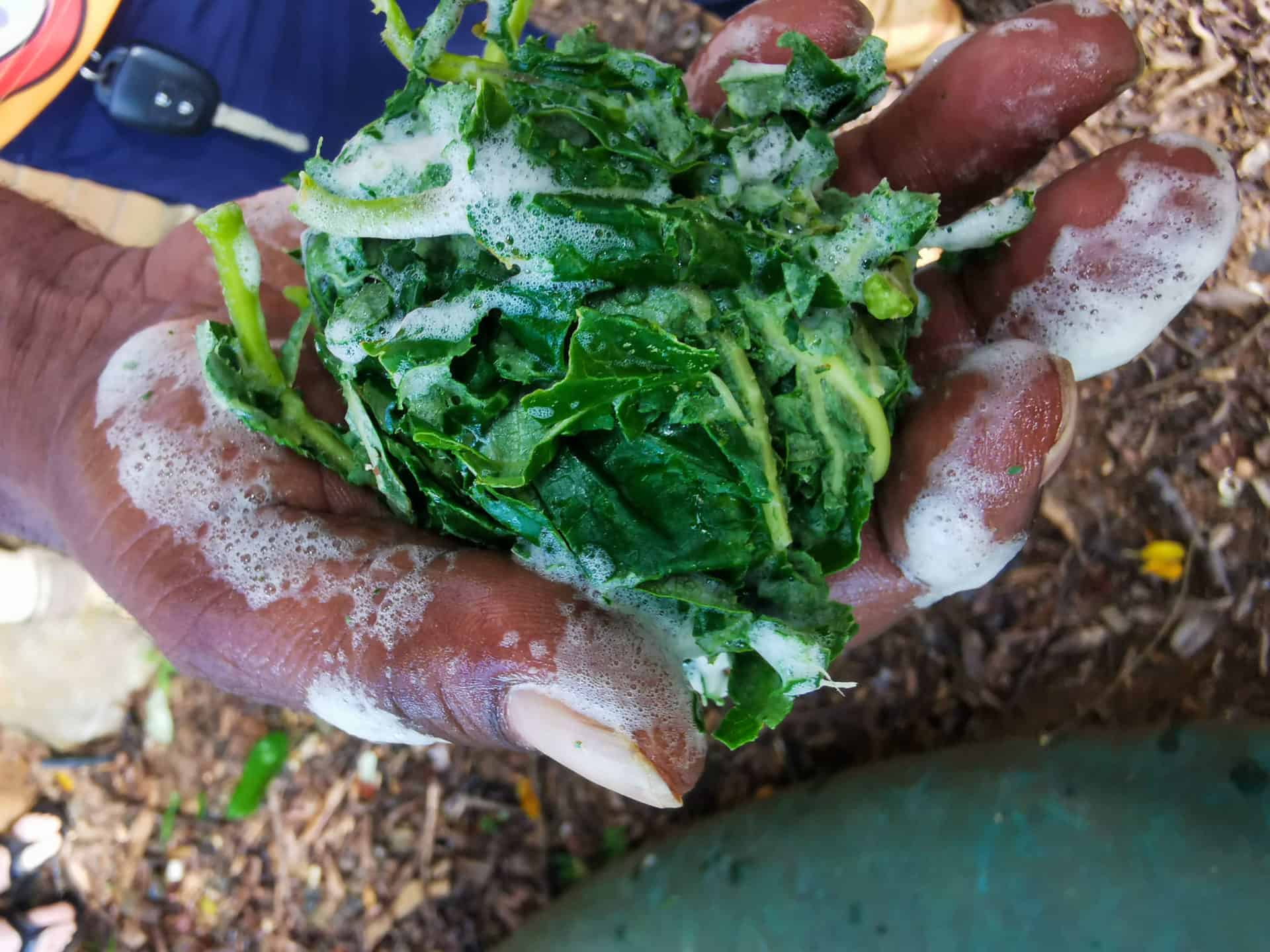 Silver Wattle leaves with Walkabout Cultural Adventures // Travel Mermaid