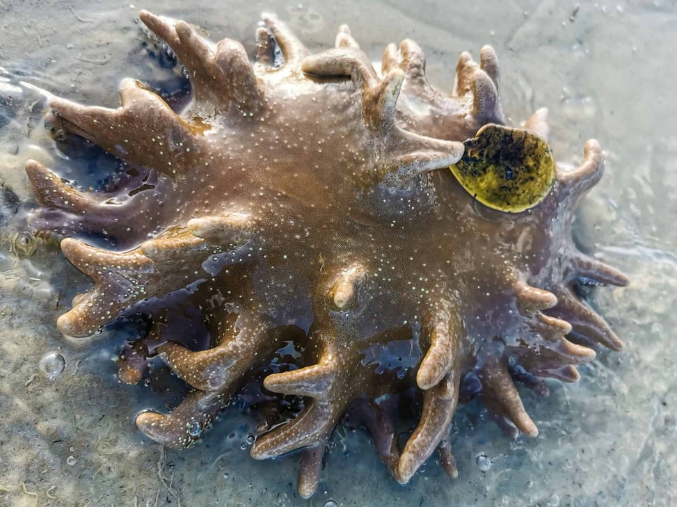 Coral at Elim Beach, Far North Queensland // Travel Mermaid