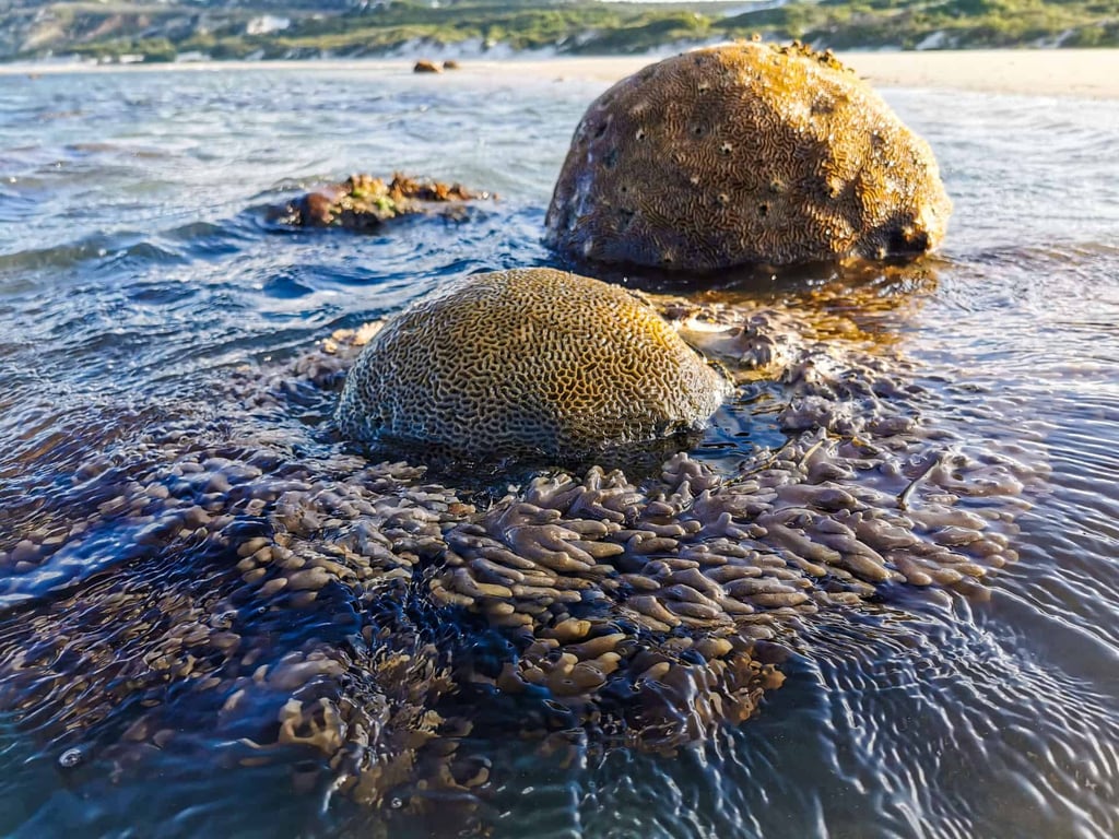 Coral at Elim Beach, Far North Queensland // Travel Mermaid