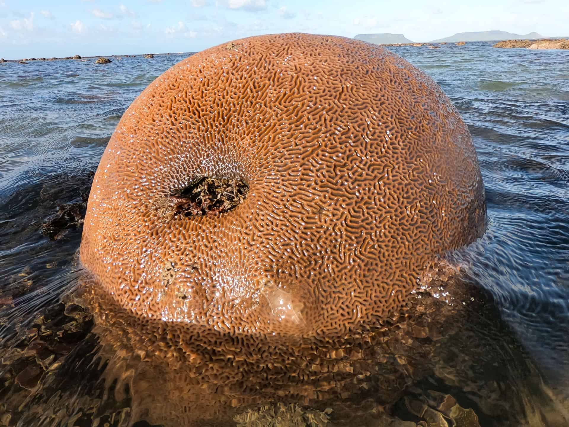 Coral at Elim Beach, Far North Queensland // Travel Mermaid