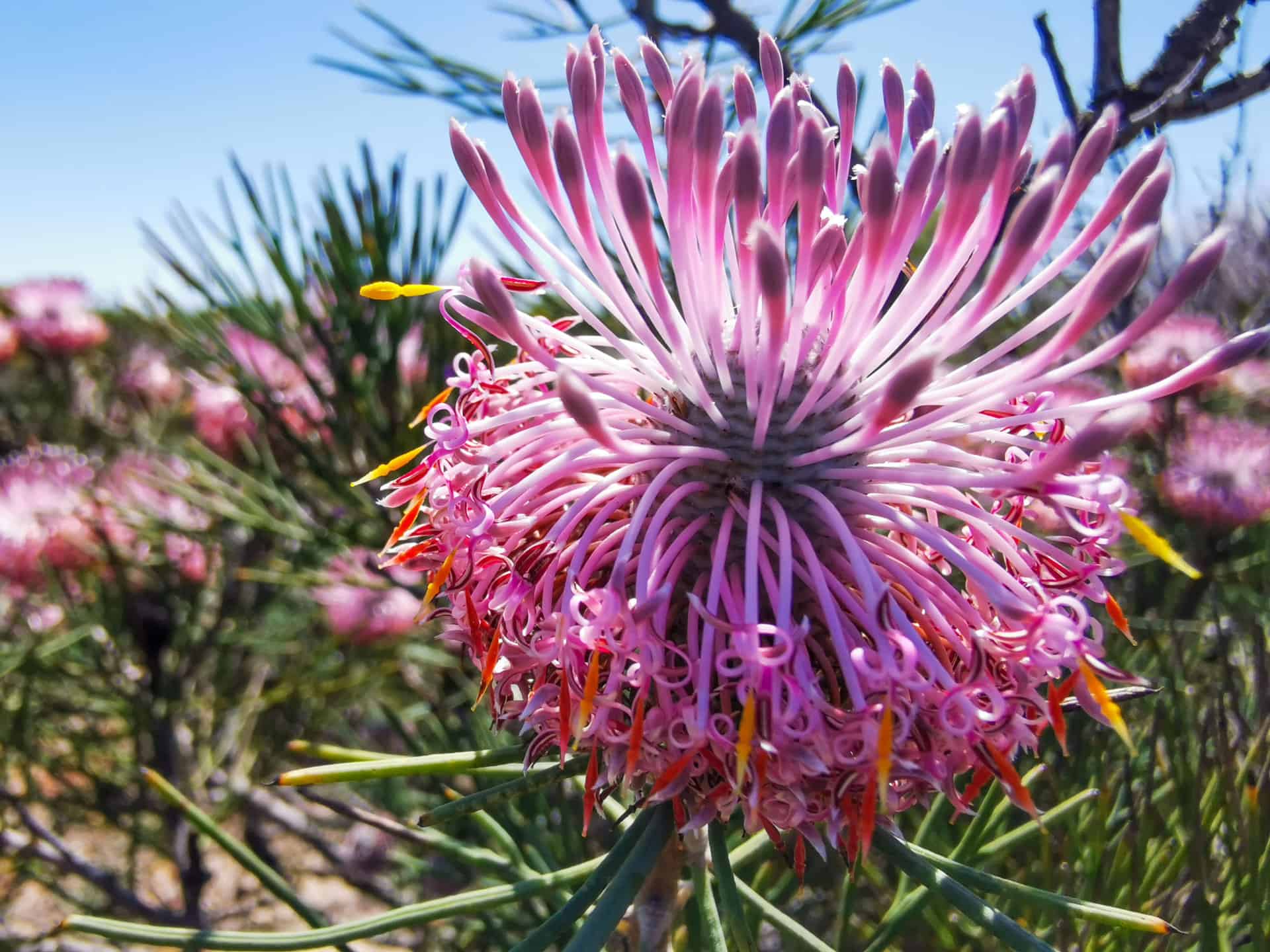 Beautiful native rose cone flower near Geraldton in Western Australia