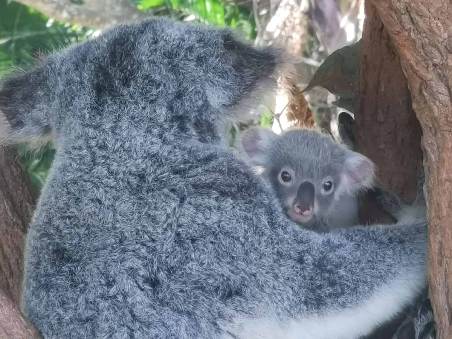 a young joey koala hugging its Mum at Australia Zoo on the Sunshine Coast