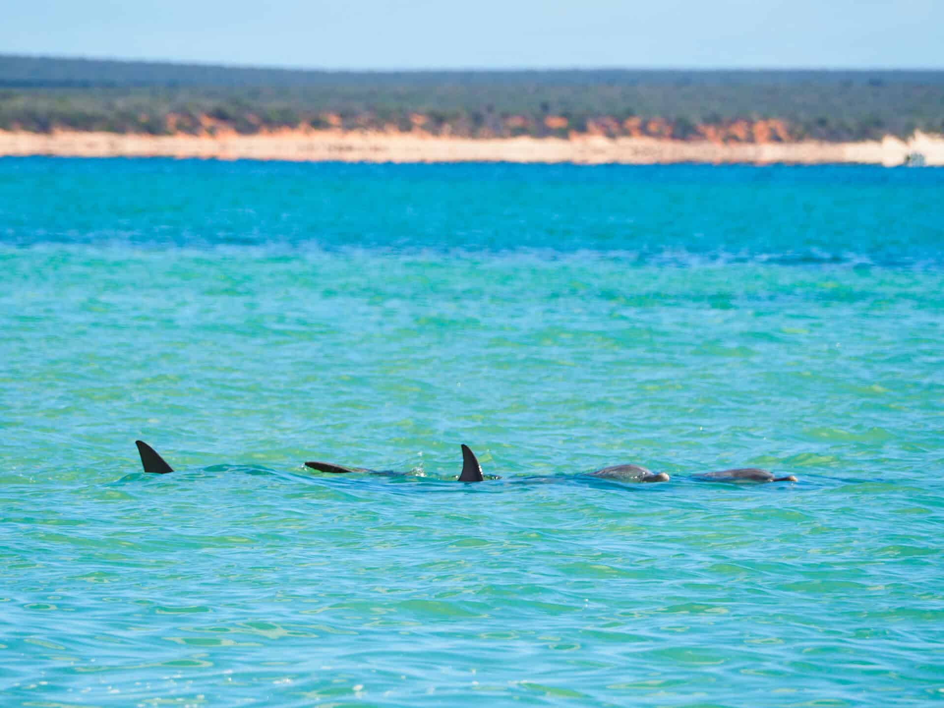 Dolphins swimming in the ocean at Monkey Mia
