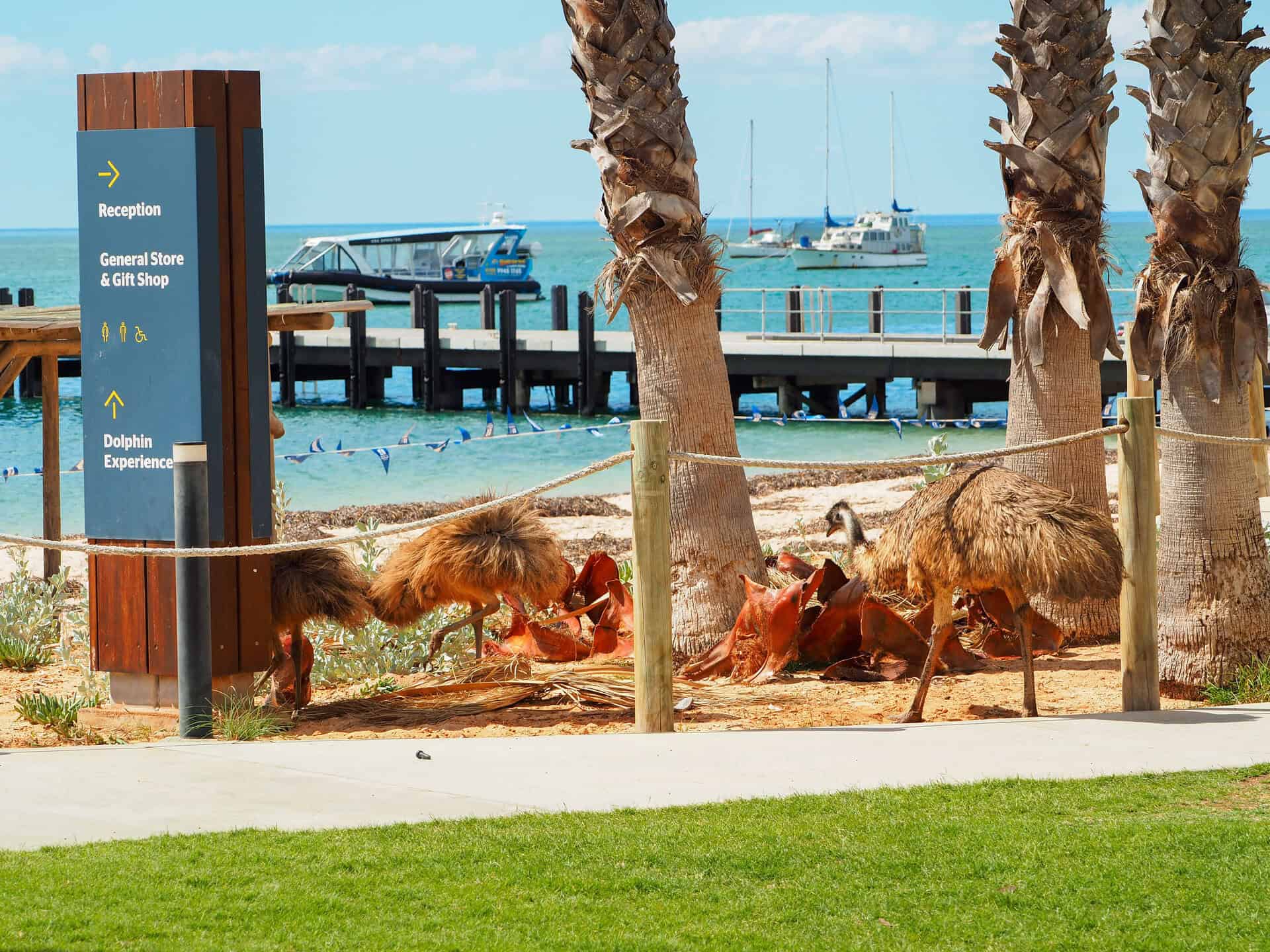 Emus at Monkey Mia RAC resort