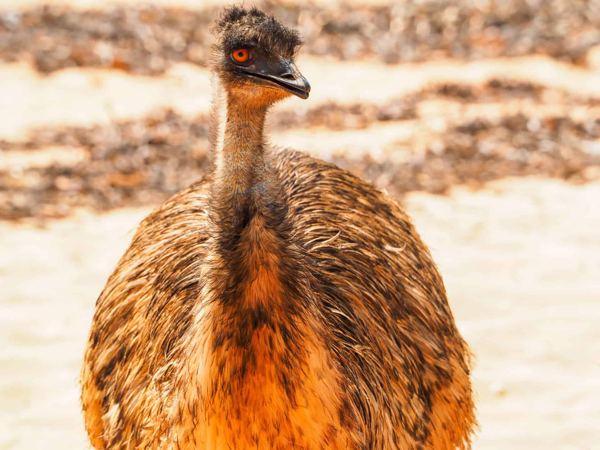 An emu at Monkey Mia RAC resort