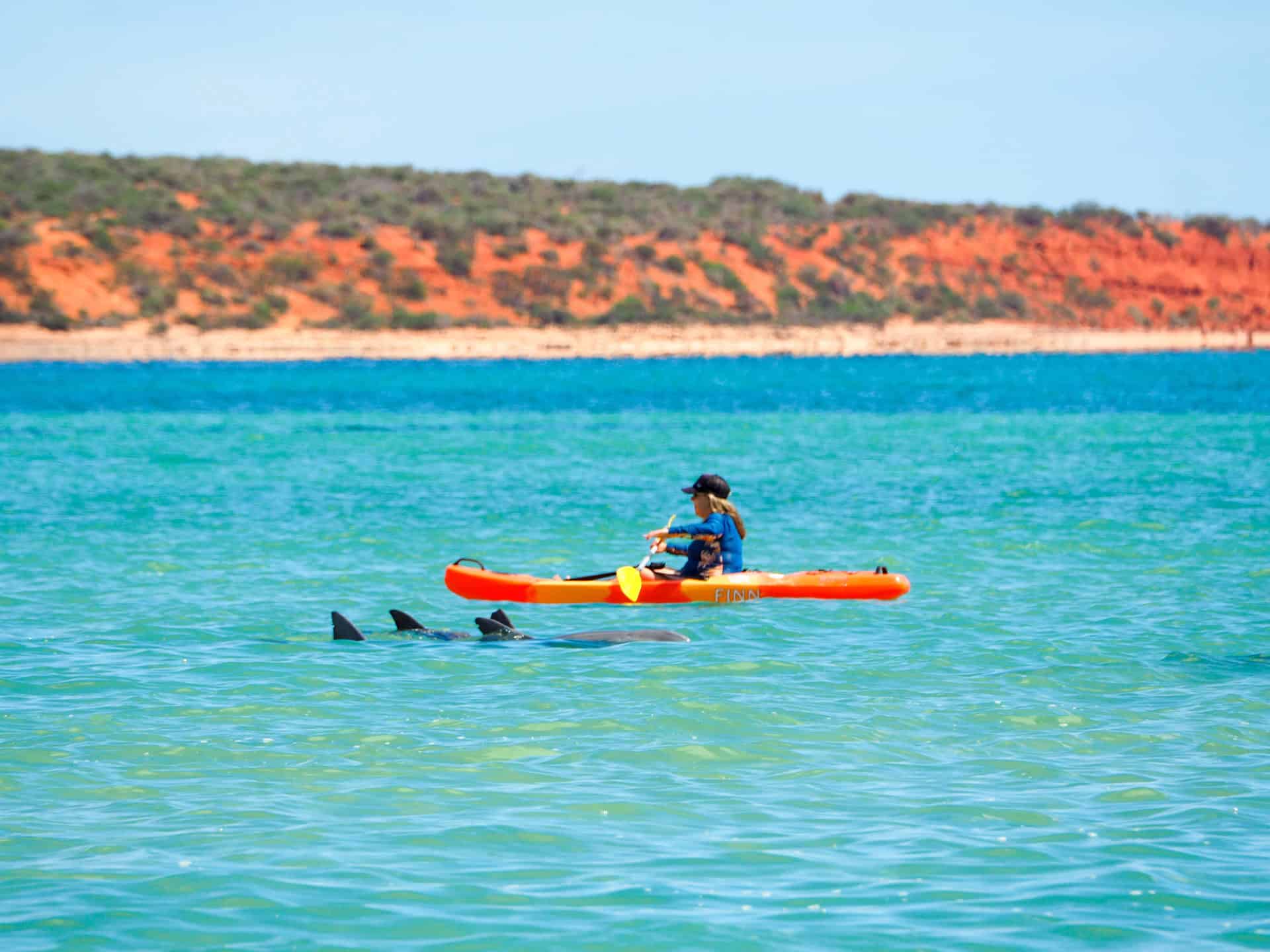 A kayaker paddling by dolphins at Monkey Mia