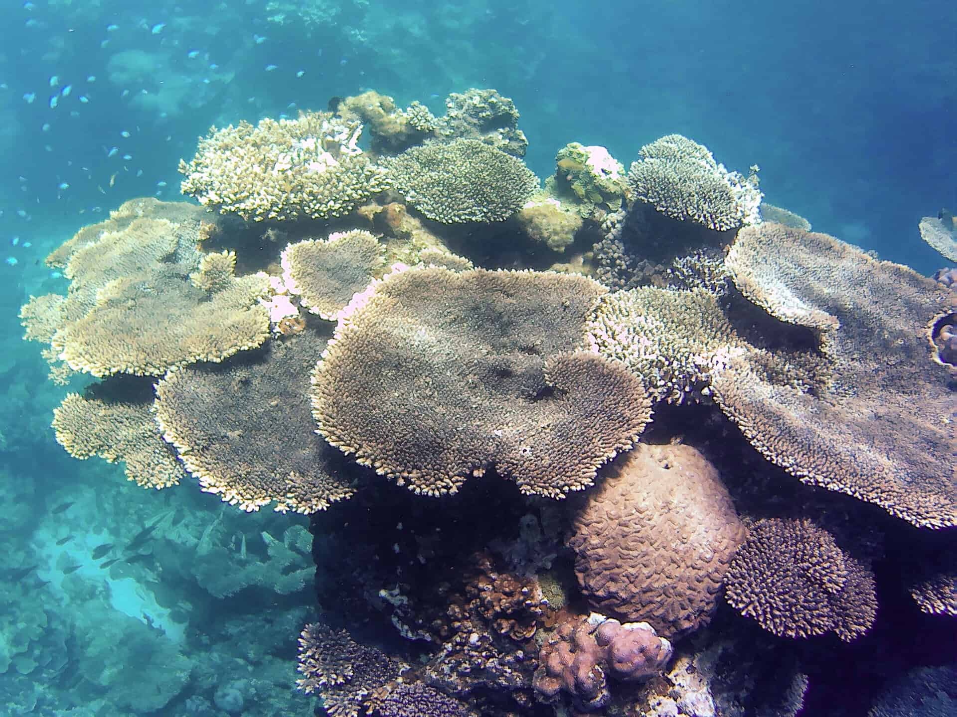 Healthy coral gardens at Ningaloo Reef from Coral Bay 
