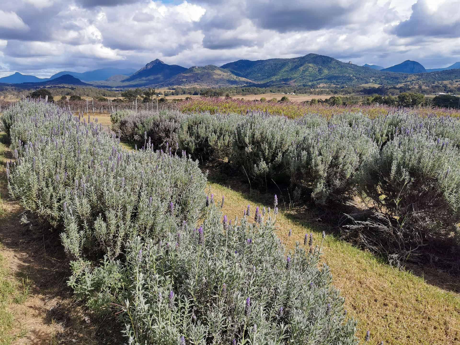 Views at Kooroomba Vineyard and Lavender Farm in the Scenic Rim