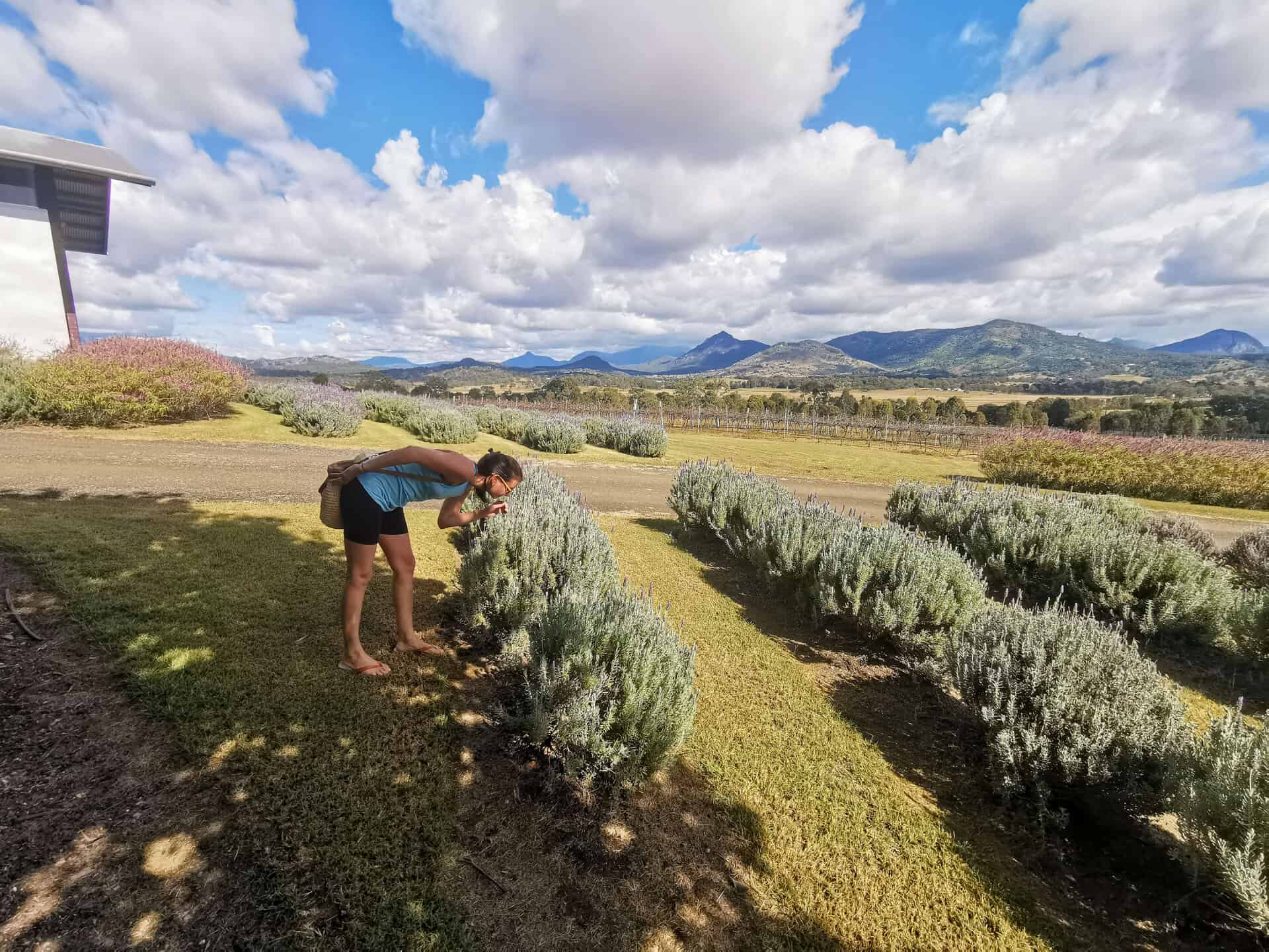 Smelling the lavender at Kooroomba Vineyard and Lavender Farm in the Scenic Rim