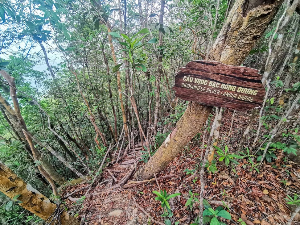 Indochinese Silver Langur Bridge on the Into The Wild hiking trail in Phu Quoc, Vietnam