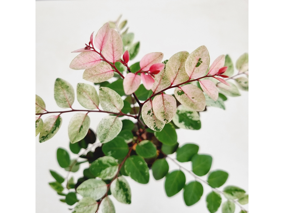 소코라코 핑크빛 무늬 희귀 키우기좋은 식물인테리어