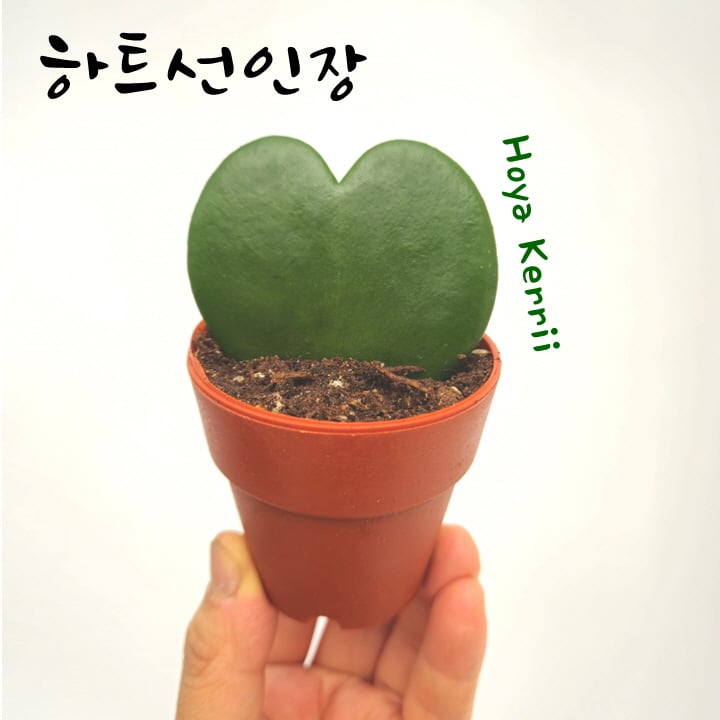 하트호야 호야케리 하트선인장 소/중