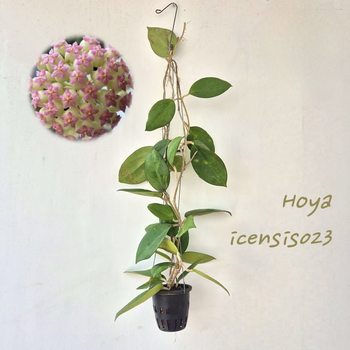 호야 아이센시스023 대형