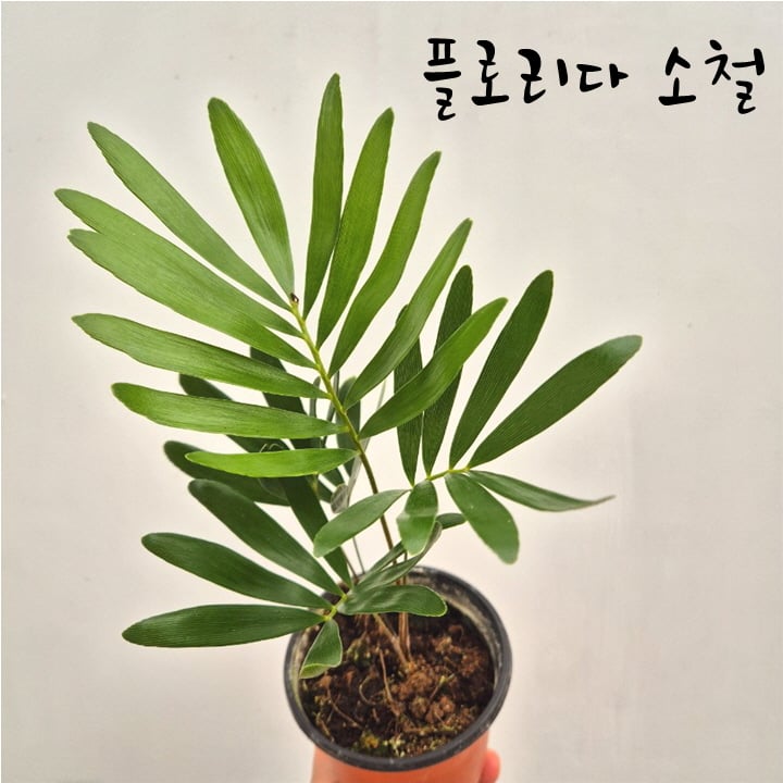 플로리다소철