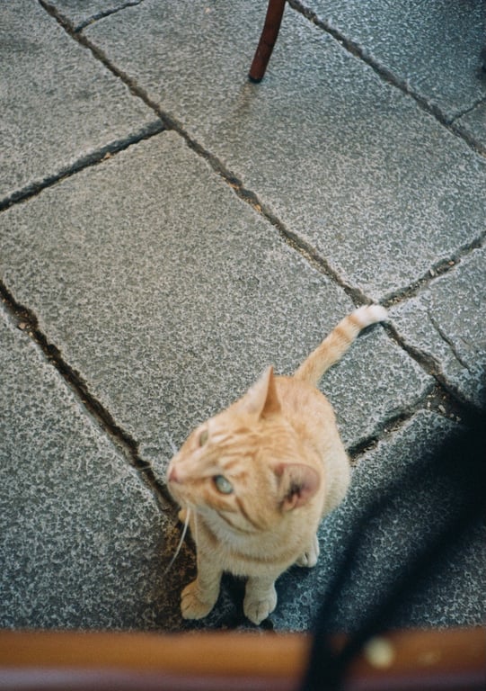 A picture of a cat with a height attribute.