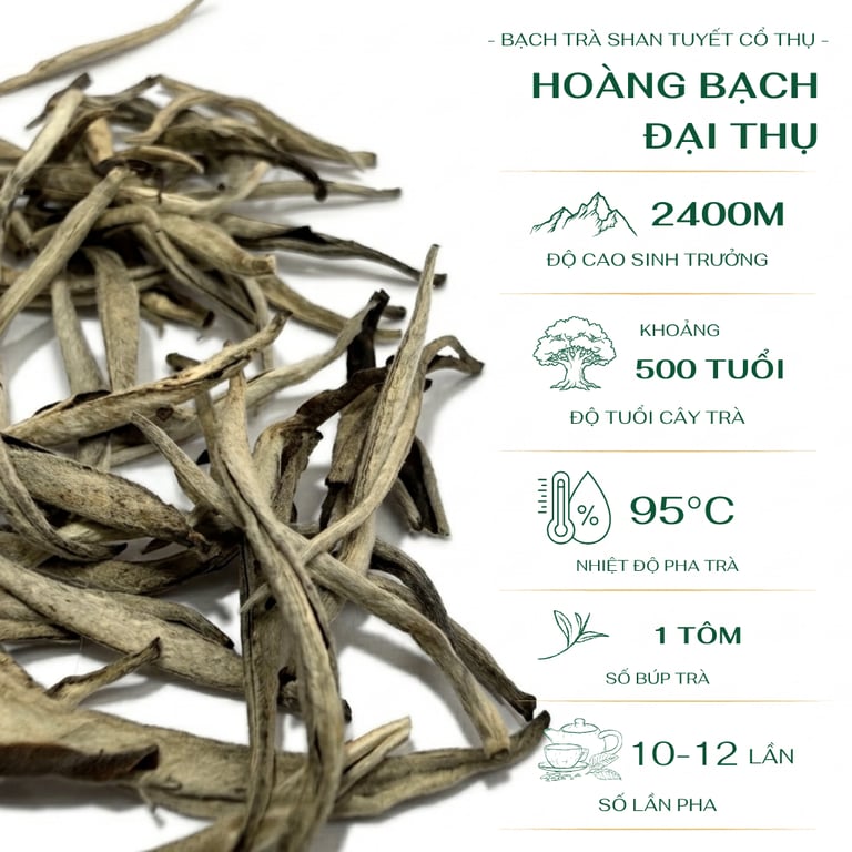 Hoàng Bạch Đại Thụ