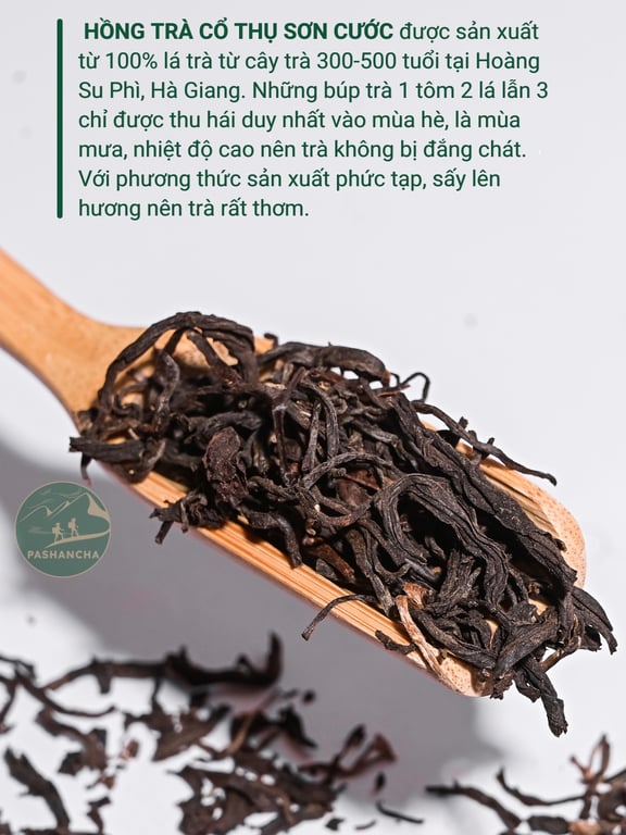 Hồng trà cổ thụ sơn cước