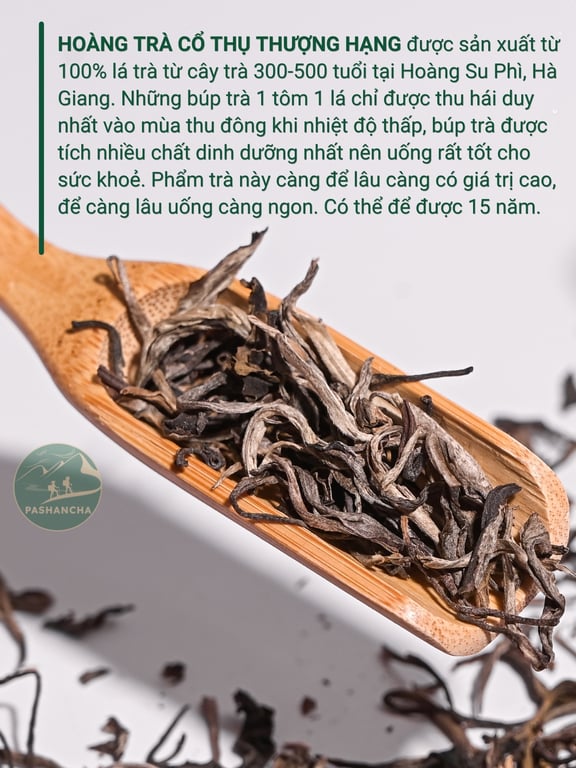 Hoàng trà cổ thụ thượng hạng