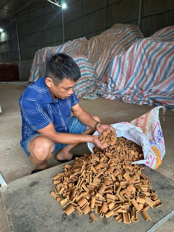Quế băm vuông