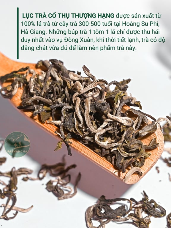 Lục trà cổ thụ thượng hạng 1 tôm 1 lá