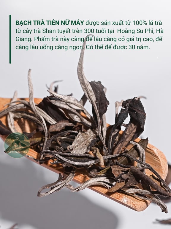 Bạch trà tiên nữ mây