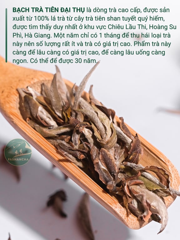 Bạch trà tiên đại thụ