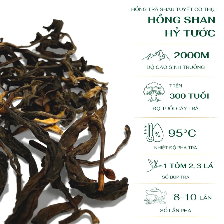 Hồng Shan Hỷ Tước