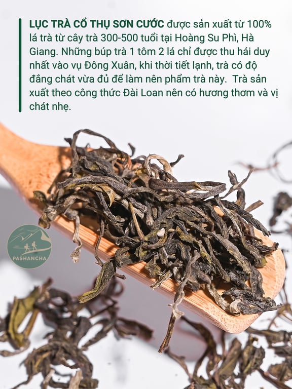 Lục trà cổ thụ  Sơn Cước