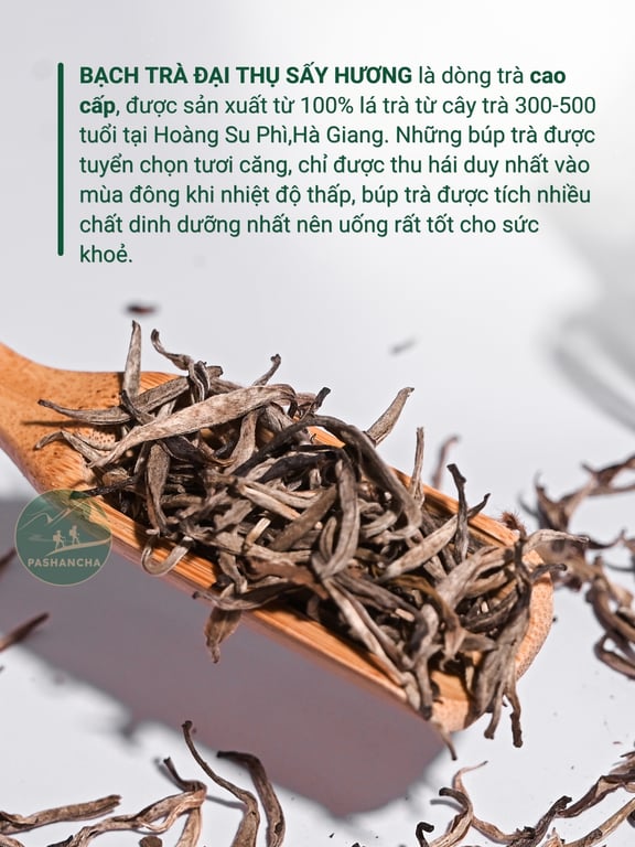 Bạch trà đại thụ sấy hương