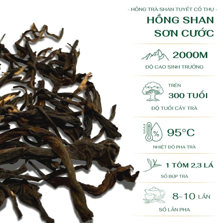 Hồng Shan Sơn Cước