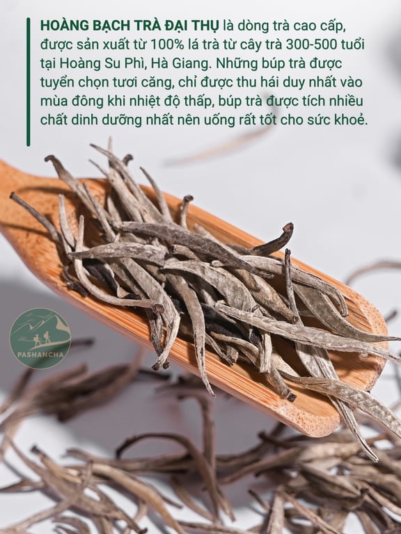 Hoàng bạch trà đại thụ